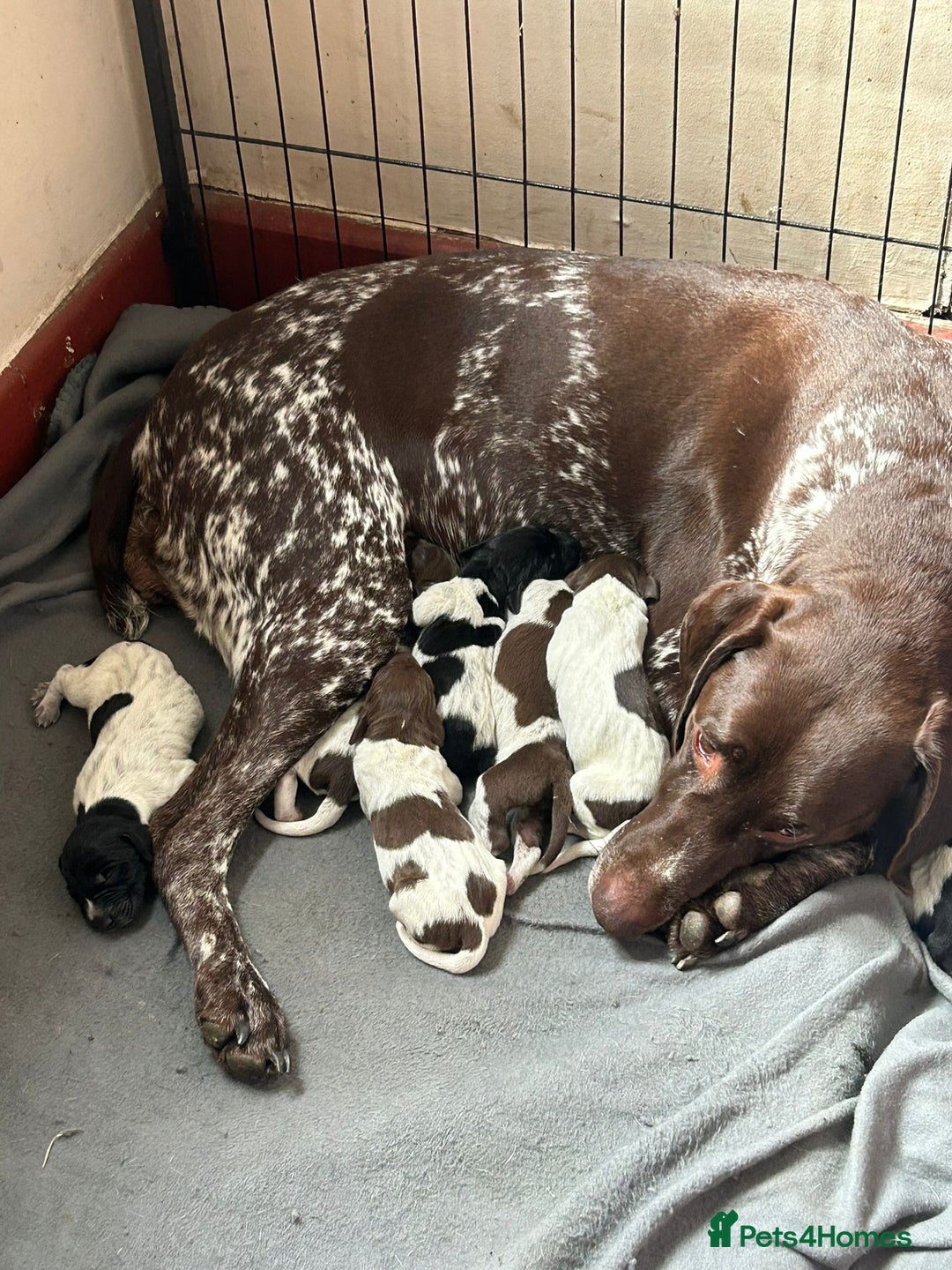 German Shorthaired Pointer dogs for sale: Beautiful pointer puppies - Image 1