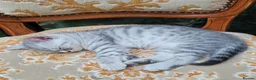 Scottish Fold cats for sale: Scottish fold kittens Blue spotted  - Advert 21