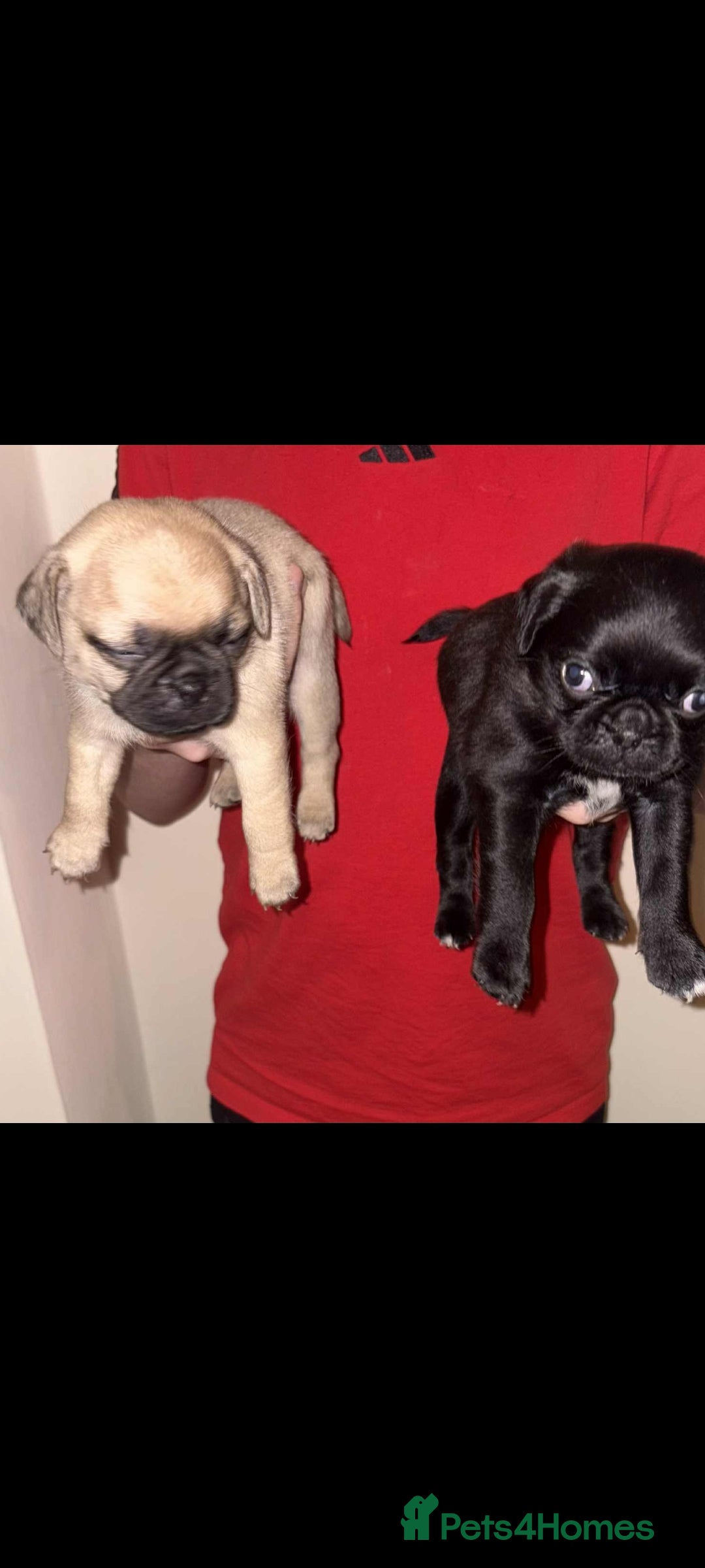 Pug dogs for sale: Pug puppies  - Image 5