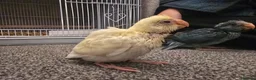 Parakeets birds for sale: Kakariki babies  - Advert 30