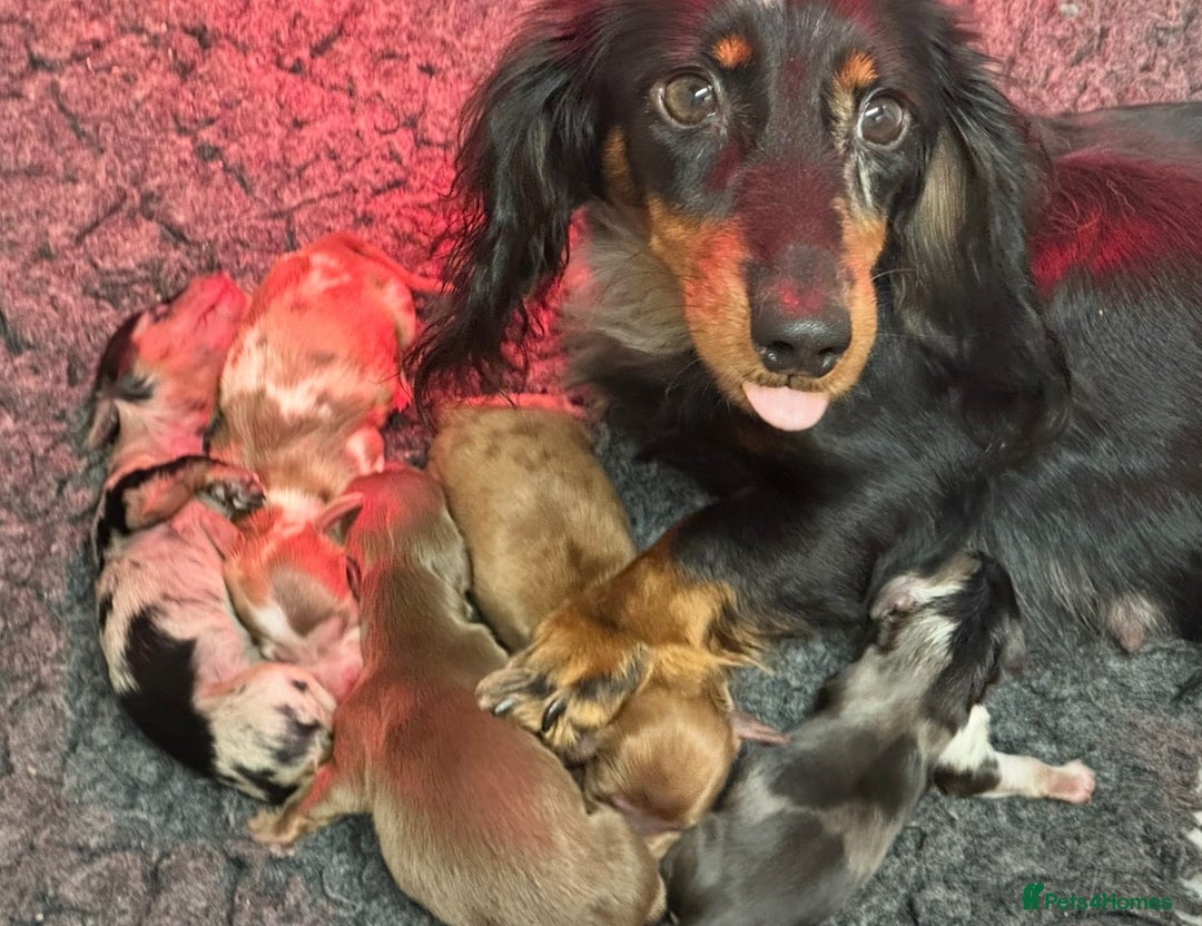 Miniature Dachshund dogs for sale: 🐾Mini long haired dachshunds🐾 - Advert 6