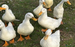 Ducks poultry for sale: Ducks for sale - Image 3