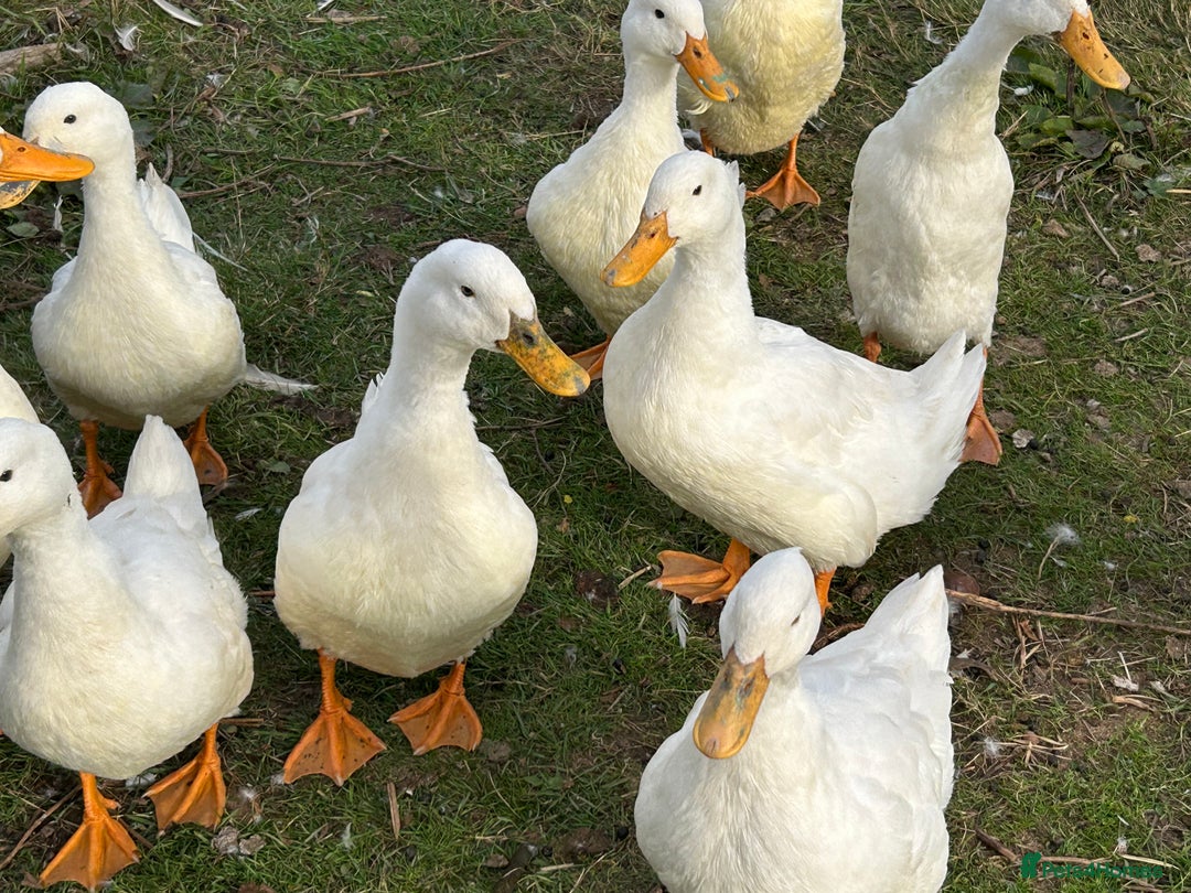 Ducks poultry for sale: Ducks for sale - Image 3