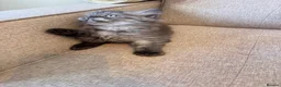 Persian cats for sale: Stunning Persian x Ragdoll kittens Ready for Homes in Watford - Advert 5