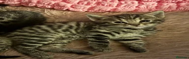 Bengal 5