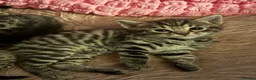 Bengal cats for sale: Rare Pedigree Zorro masked charcoal Bengal Kittens in Orpington - Advert 6