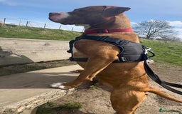 Staffordshire Bull Terrier dogs for adoption: Noel  - Image 3