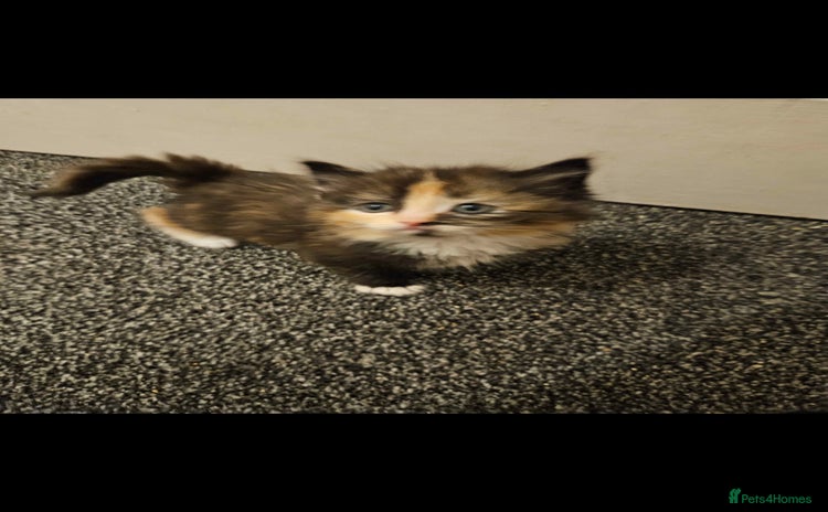 Mixed Breed cats - Advert 2