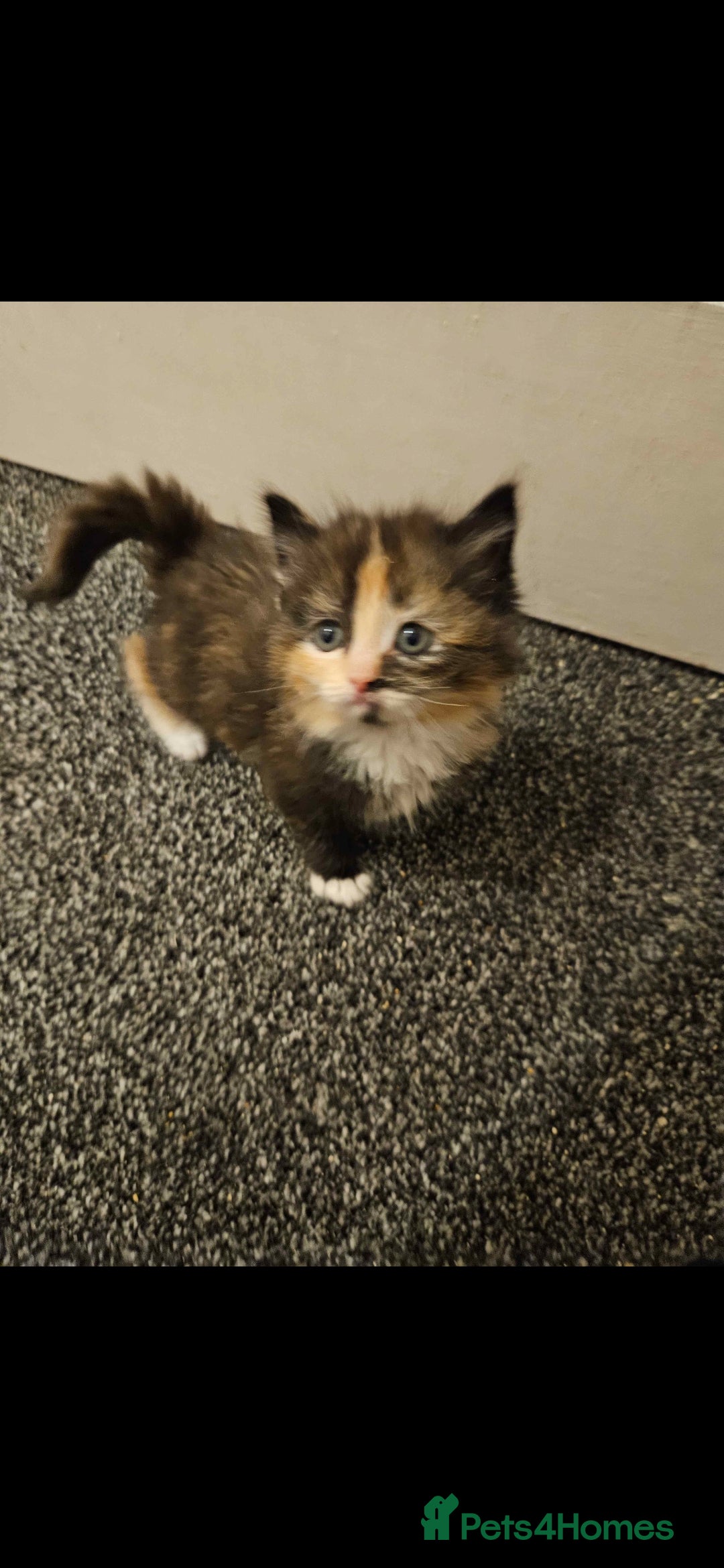 Mixed Breed cats for sale: Half ragdoll kittens - Image 1