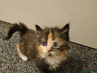 Mixed Breed cats Half ragdoll kittens - Advert 12