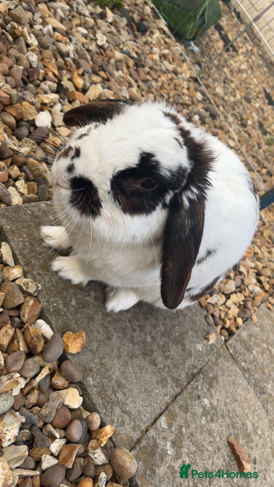 Mixed Breed rabbits for sale: Male rabbit thumper for rehoming - Advert 9