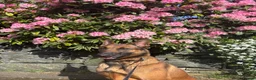 Belgian Shepherd Dog dogs for sale: Beautiful Athena in Oldham - Advert 9