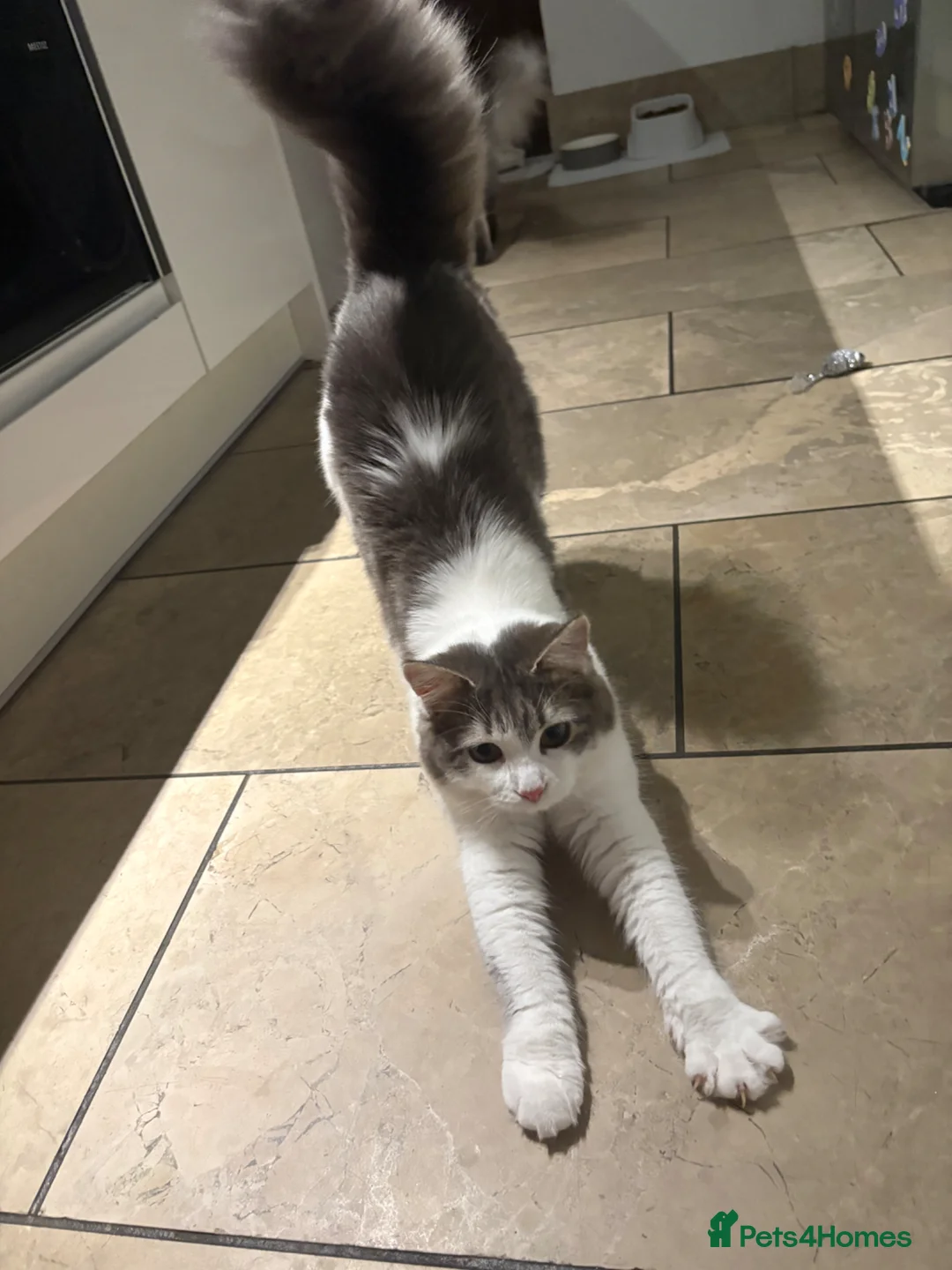 Mixed Breed cats for sale: 9 Month Old Female Kitten  - Advert 2