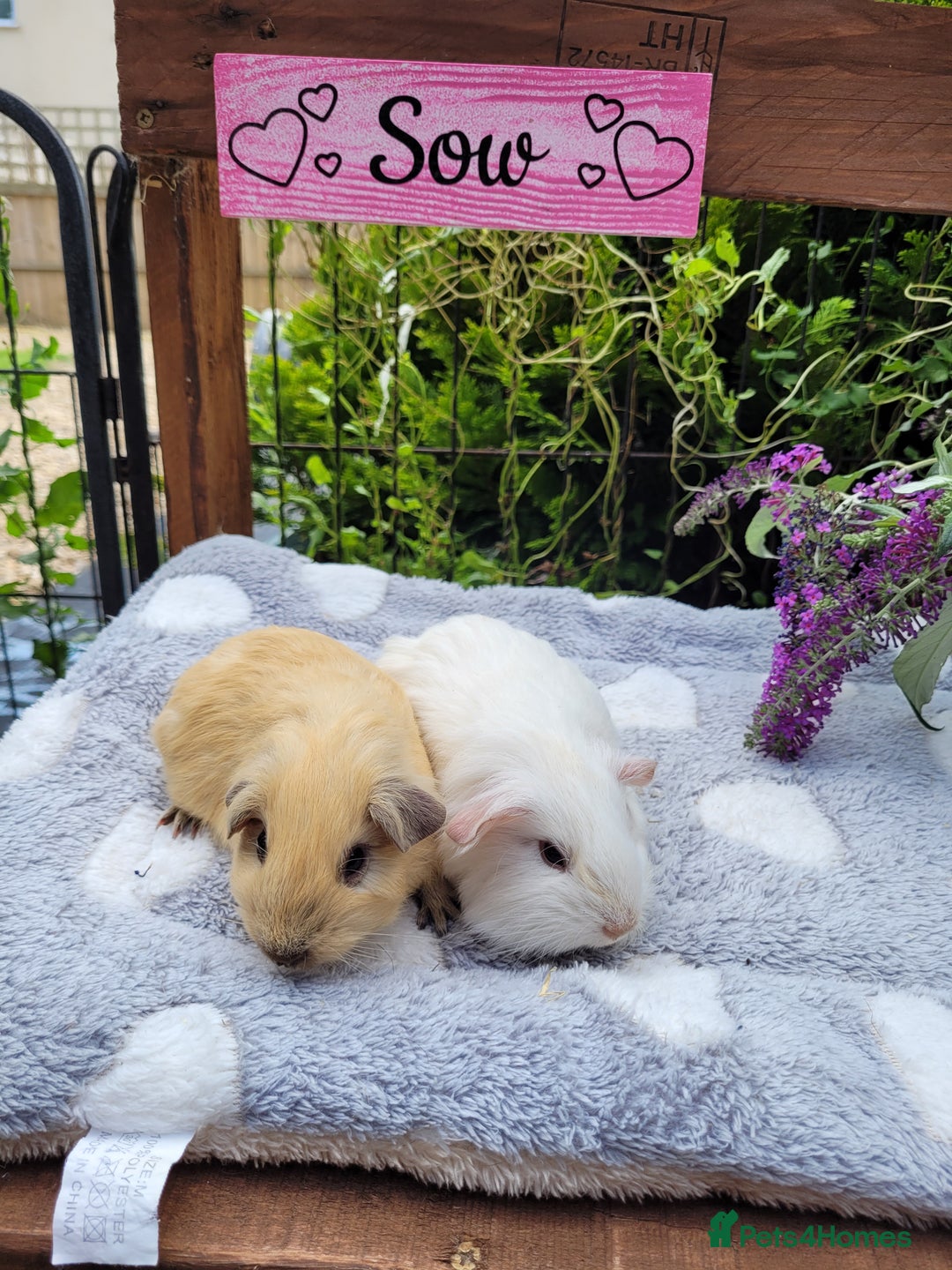 Guinea Pig rodents for sale: Beautiful pairs of baby girl guinea pigs  - Image 4