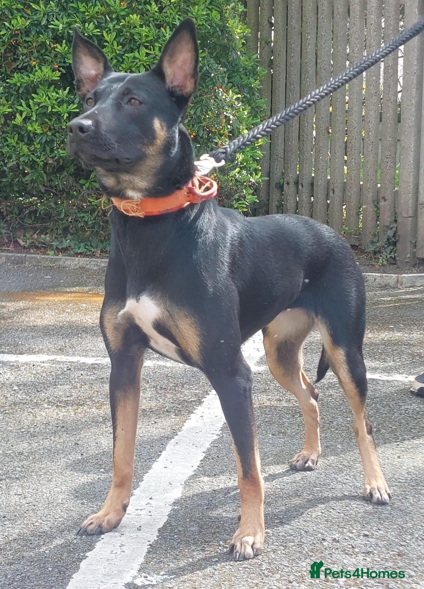 Belgian Shepherd Dog dogs Zara brn belgian malinois x dutch herder  - Advert 17