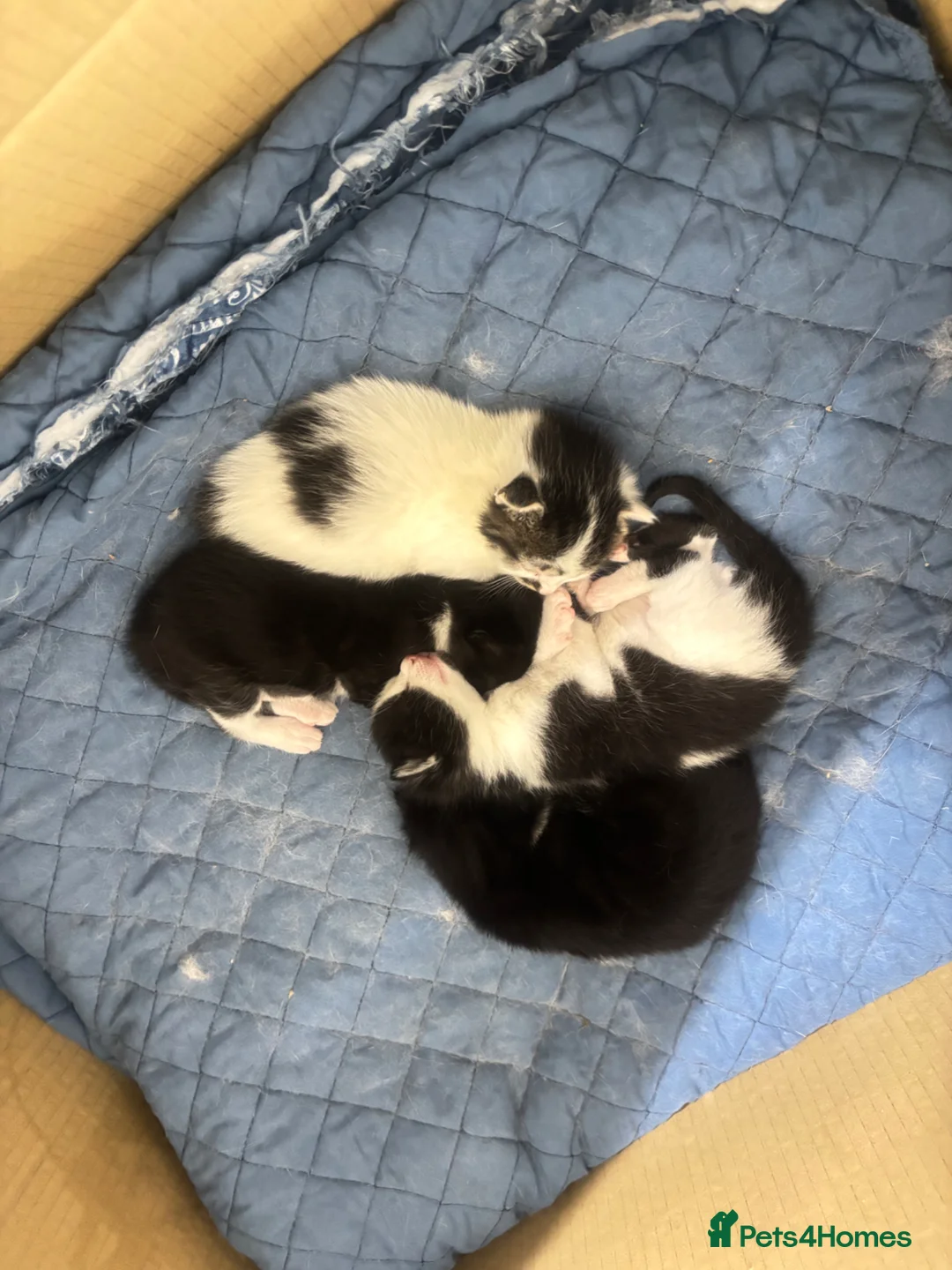 British Shorthair cats for sale: Family of cat needing new home  - Advert 2