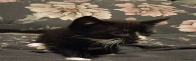 Mixed Breed Kitten 5