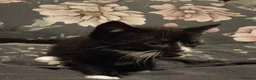 Mixed Breed cats for sale: Beautiful kittens  - Advert 3