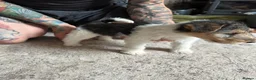 Fox Terrier dogs for sale: Pedigree Wire Haired Fox Terrier puppies for sale - Advert 17