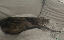 Mixed Breed cats for sale: In need of a loving new home  - Image 5