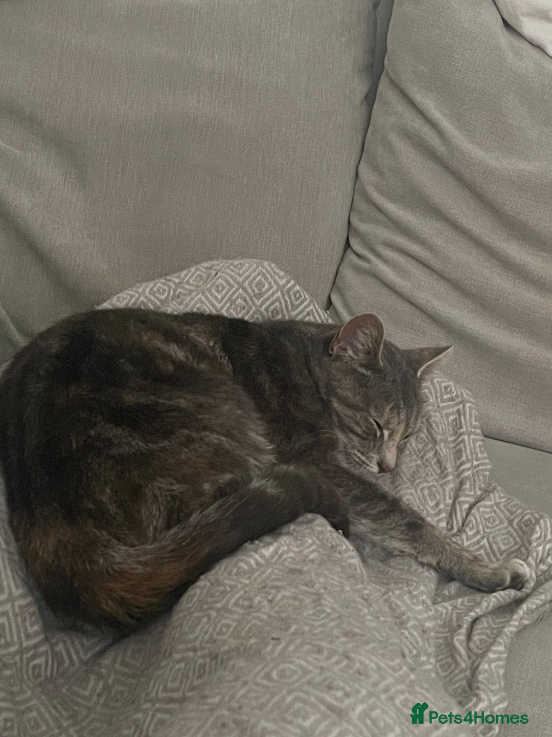 Mixed Breed cats for sale: In need of a loving new home  - Image 5