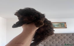 Shihpoo dogs for sale: Imperial toy Shihpoos  - Image 9