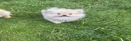 Pomeranian dogs for sale: Beautiful friendly and playful puppys pomeranians - Advert 3