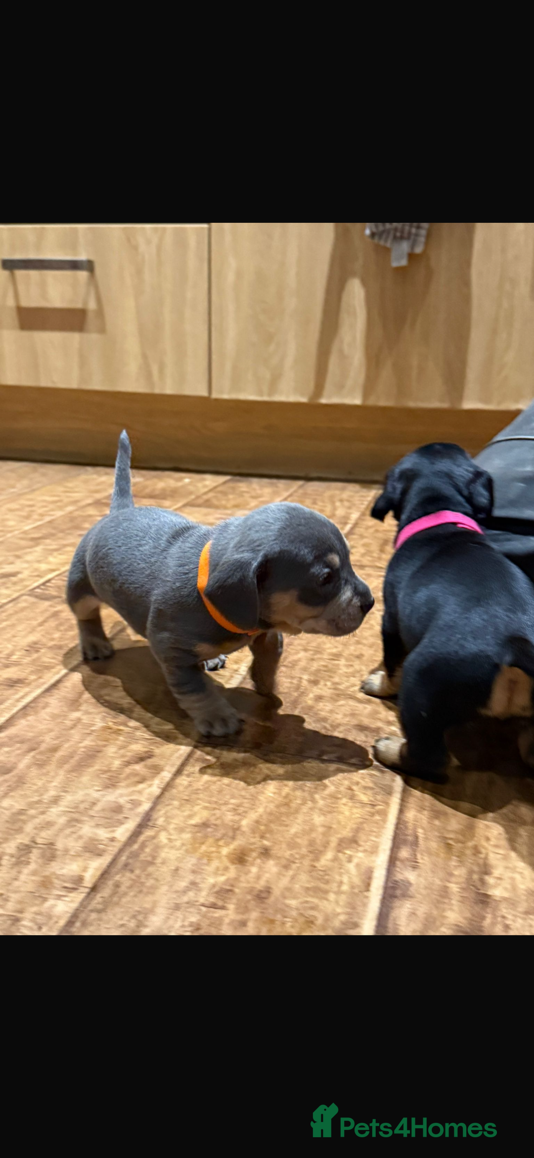 Mixed Breed dogs for sale: 🐾 Beautiful French Bull Weiners 🐾  - Advert 13