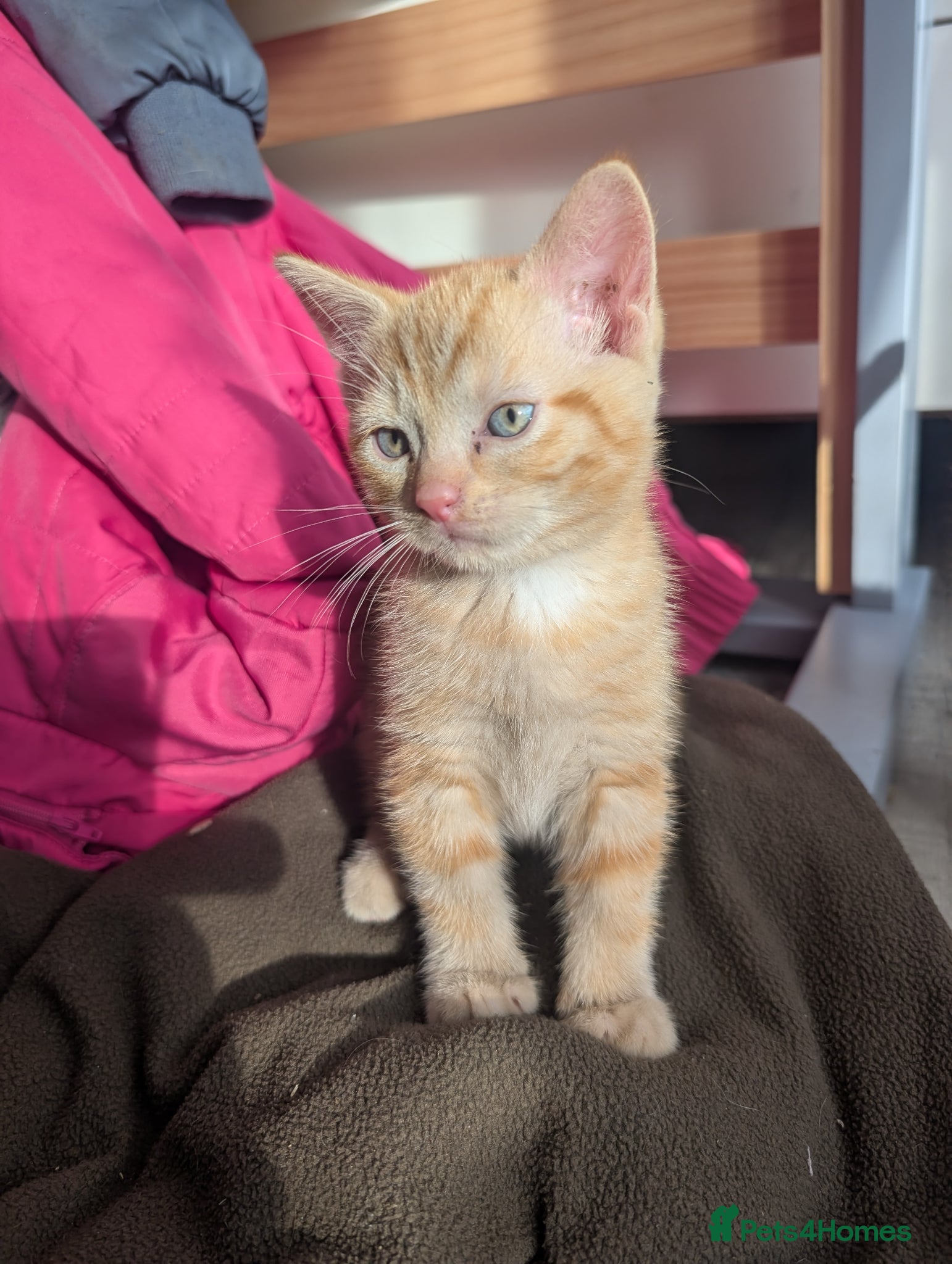 Mixed Breed cats Gorgeous kittens available  - Advert 7