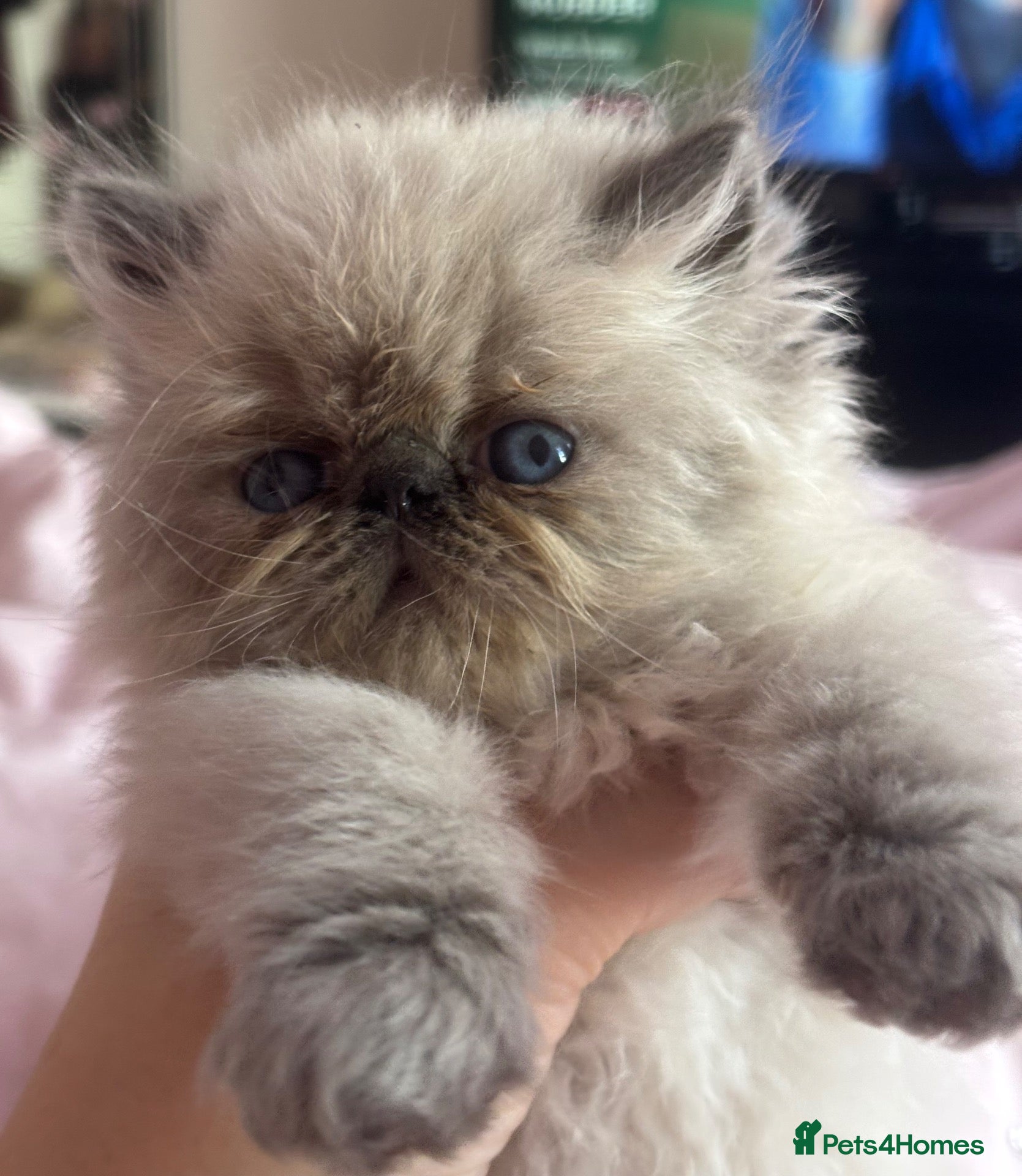 Persian cats Stunning Himalayan Persians - Advert 2