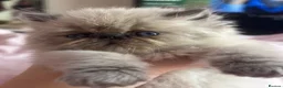 Persian cats for sale: Stunning Himalayan Persians - Advert 2