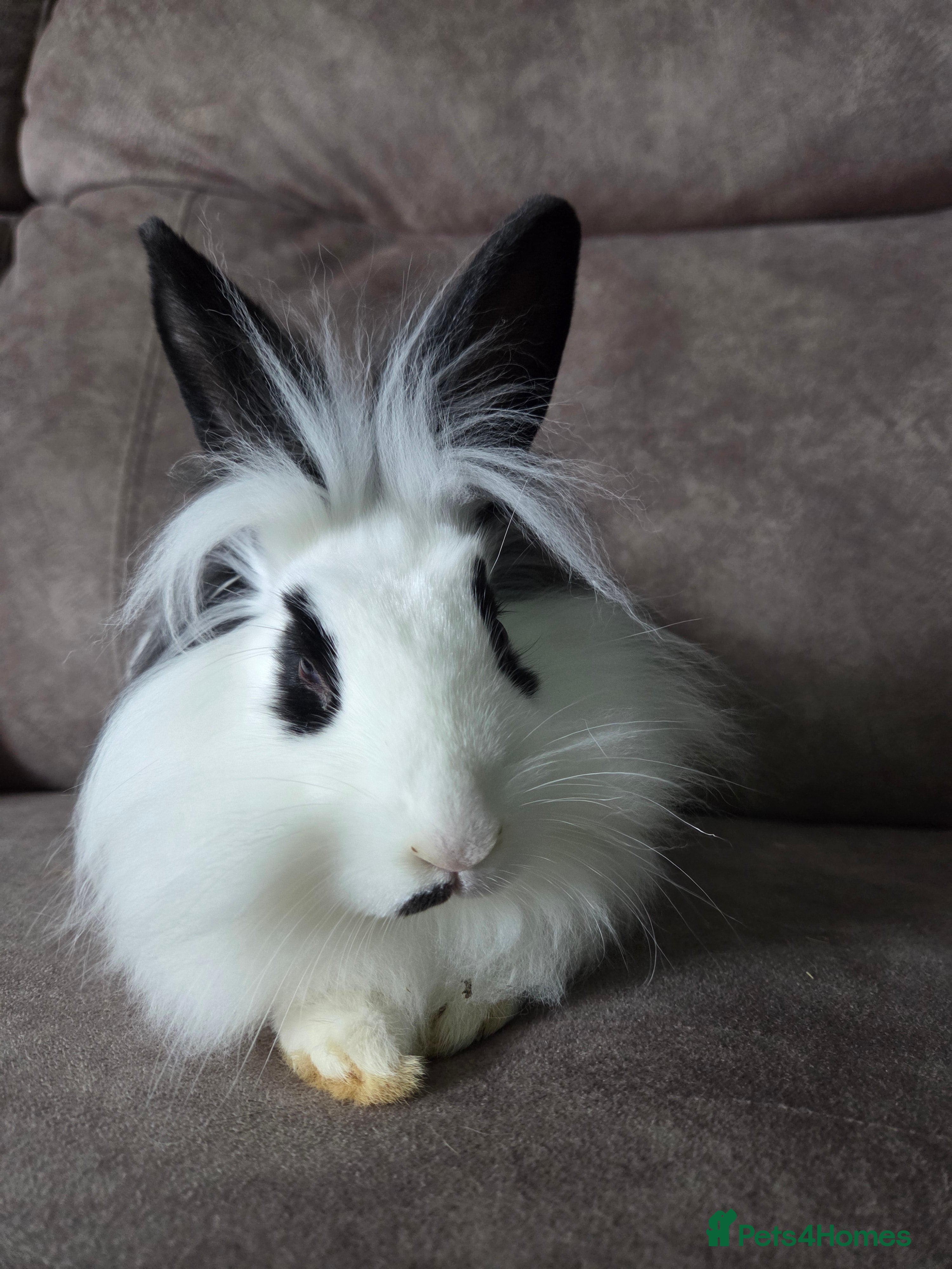 Lionhead rabbits Lion head x English Spot rabbit 14 weeks - Advert 8