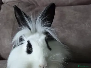 Lionhead rabbits Lion head x English Spot rabbit 14 weeks - Advert 8