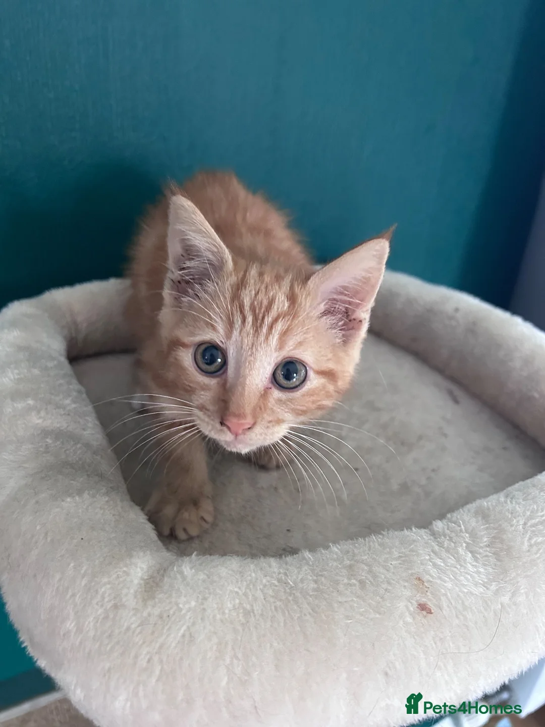Mixed Breed cats for sale: Kittens in Norwich - Advert 6
