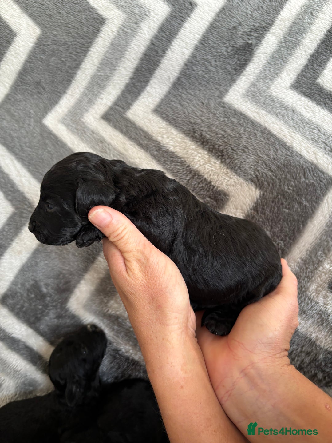 Cockapoo dogs for sale: Cockapoo puppys - Image 6