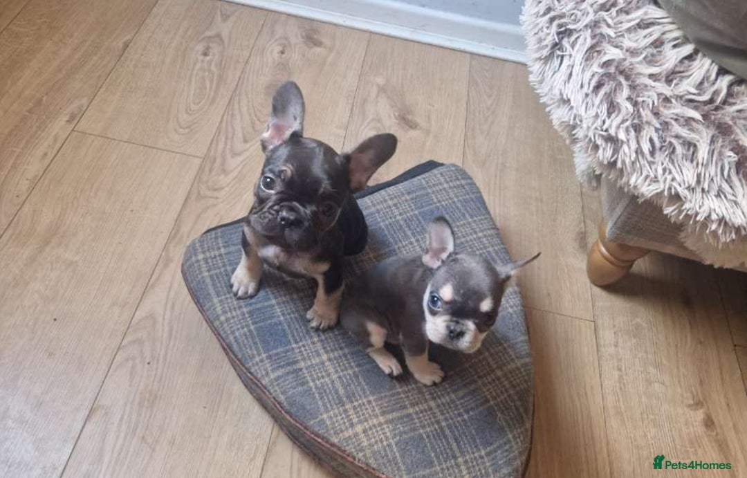 French Bulldog dogs for sale: FRENCH BULLDOG PUPPIES READY NOW!   🐾 - Image 8