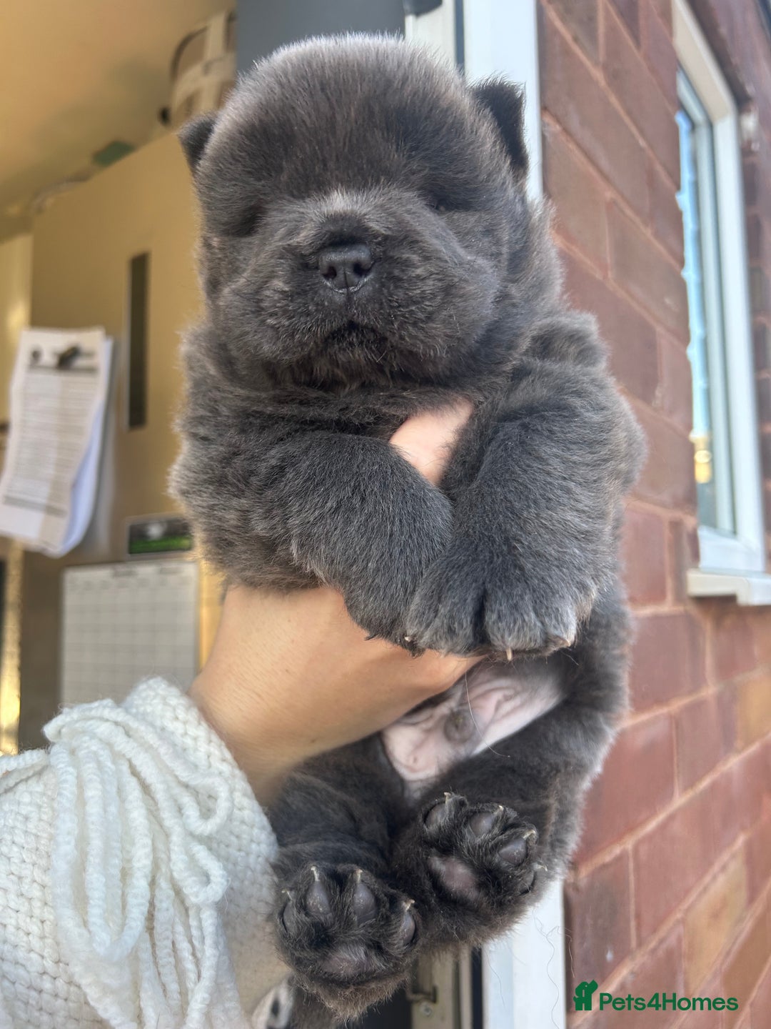 Chow Chow dogs for sale: Chow Chow puppy (top blood lines) - Advert 7