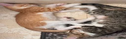 Mixed Breed cats for adoption: Doru for adoption in Kidlington - Advert 3