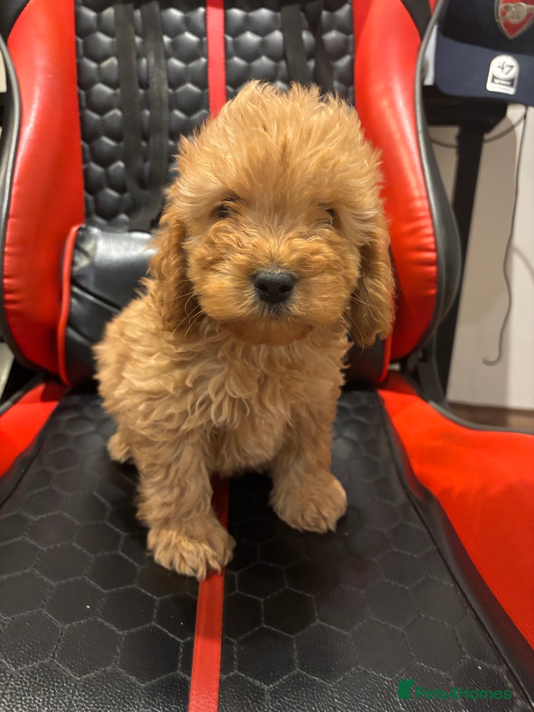 Cockapoo dogs for sale: Beautiful gold Cockapoo puppies - Advert 27