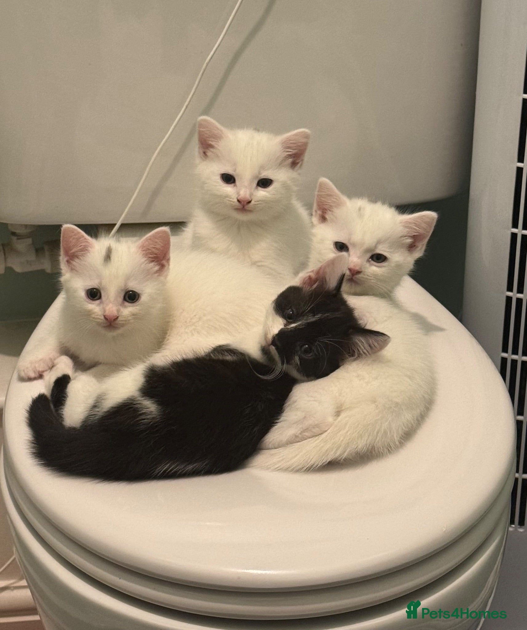Domestic Shorthair cats 4 gorgeous kittens looking for their forever homes - Advert 7