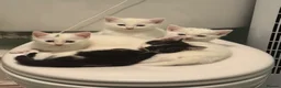 Domestic Shorthair cats for sale: 4 gorgeous kittens looking for their forever homes - Advert 1