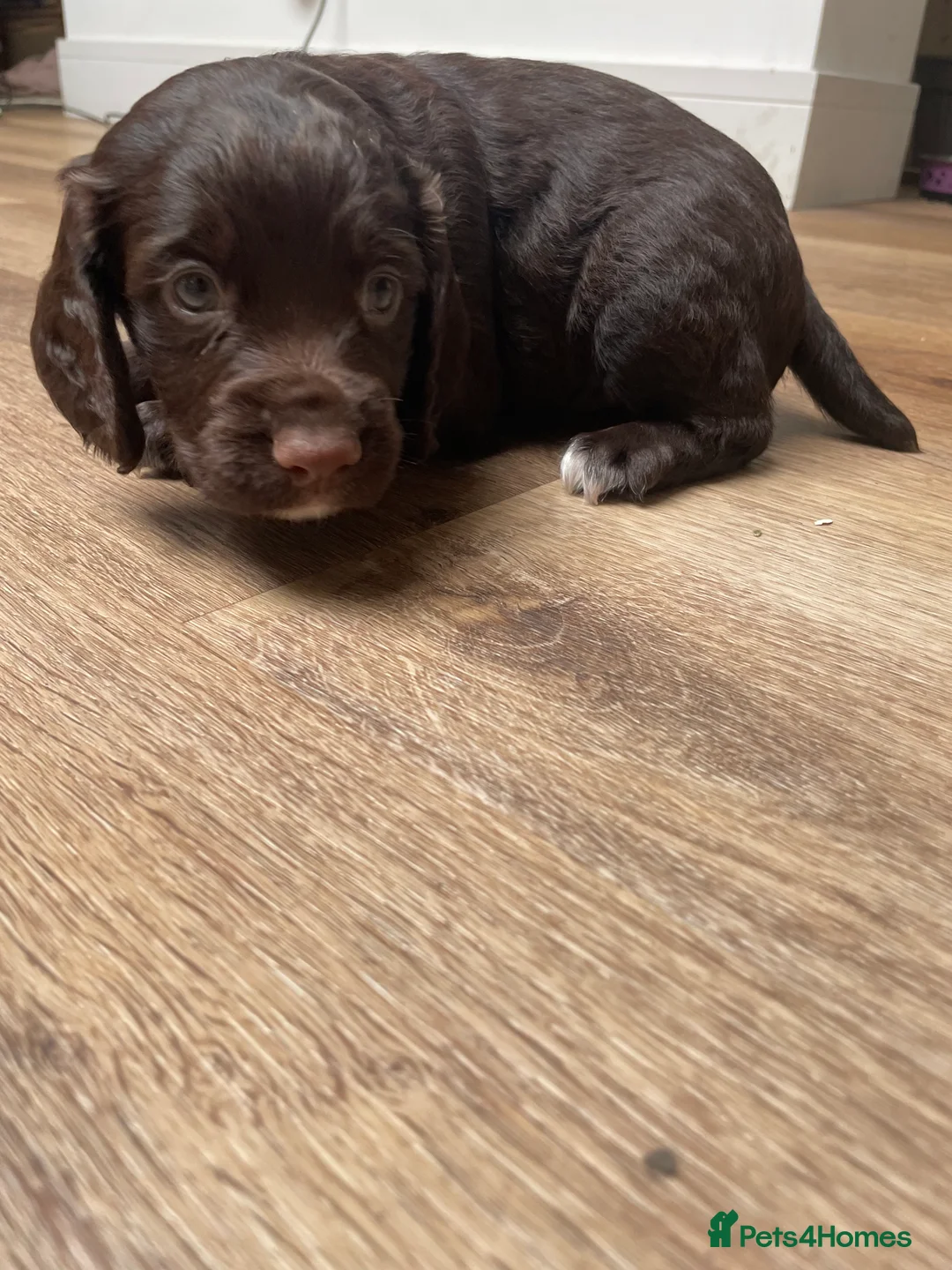 Cocker Spaniel dogs for sale: Working cocker spaniel puppies - Advert 4
