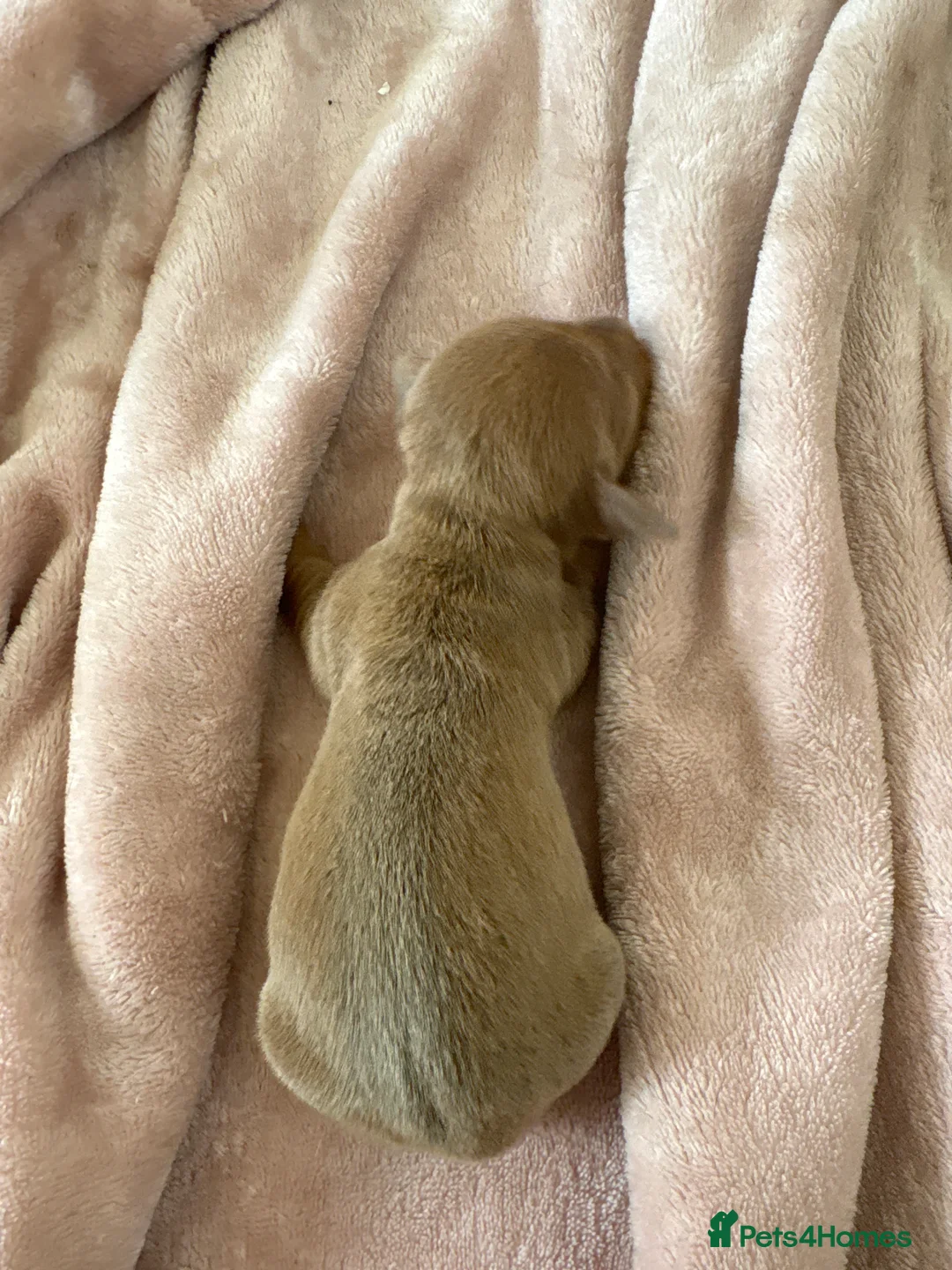 Miniature Dachshund dogs for sale: 7 miniature dachshunds available  in Droitwich - Advert 2