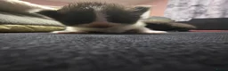 British Longhair cats for sale: Two male kittens - Advert 6