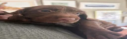 Sprocker dogs for sale: Gorgeous Chocolate Cocker Spaniel Puppies in Shrewsbury - Advert 3