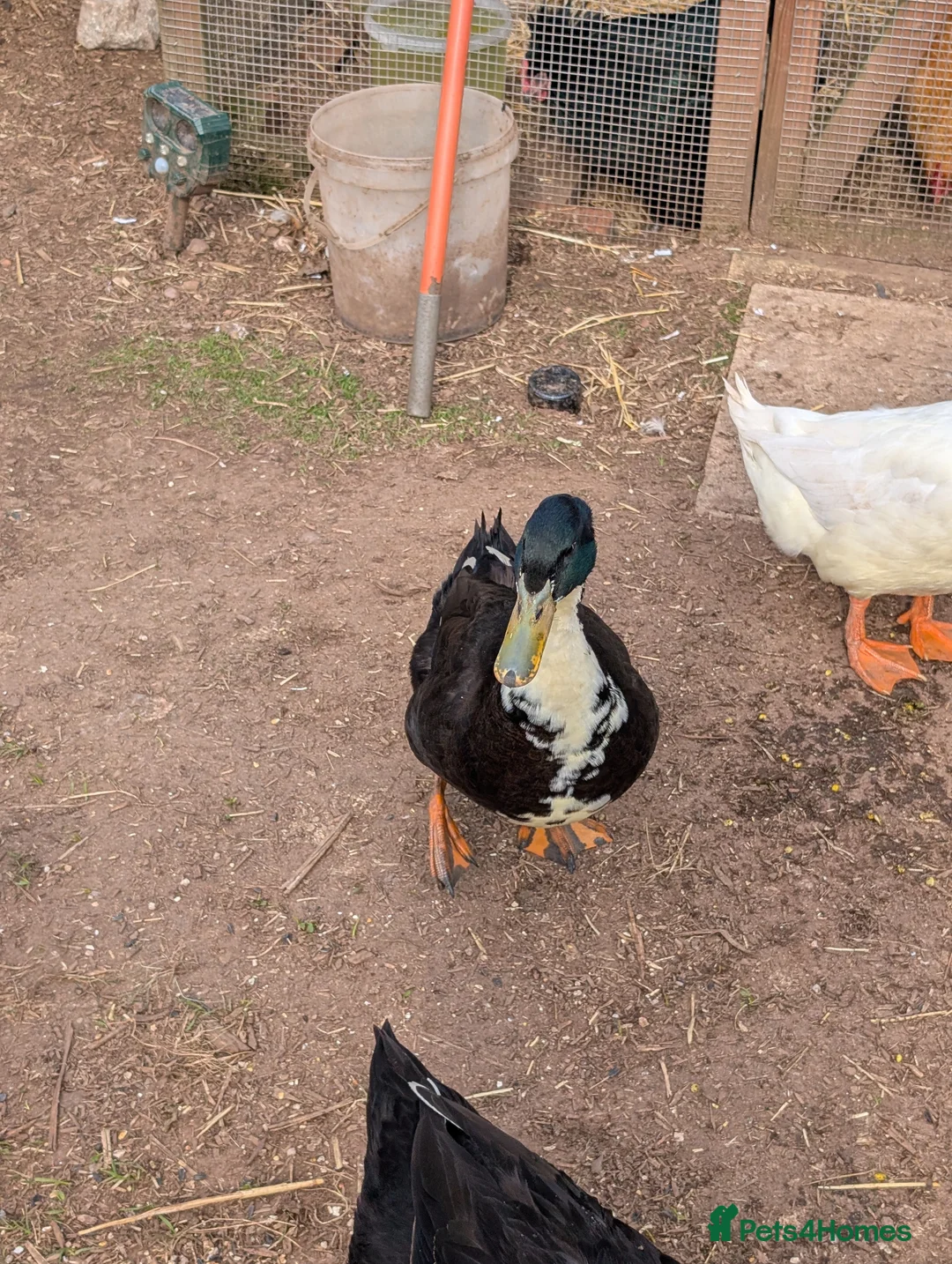 Ducks poultry for sale: Gorgeous Khaki Campbell cross Aylesbury drake - Advert 1