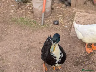 Ducks poultry Gorgeous Khaki Campbell cross Aylesbury drake - Advert 5