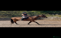Irish Sports horses for sale: big beautiful bay 🥰 - Image 8
