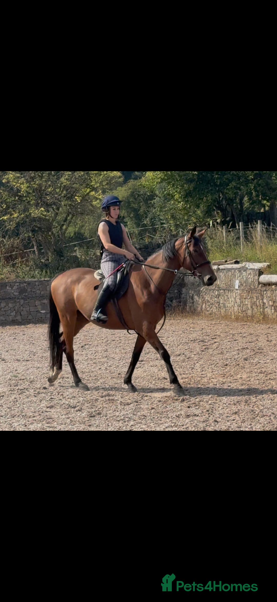 Irish Sports horses for sale: big beautiful bay 🥰 - Image 8