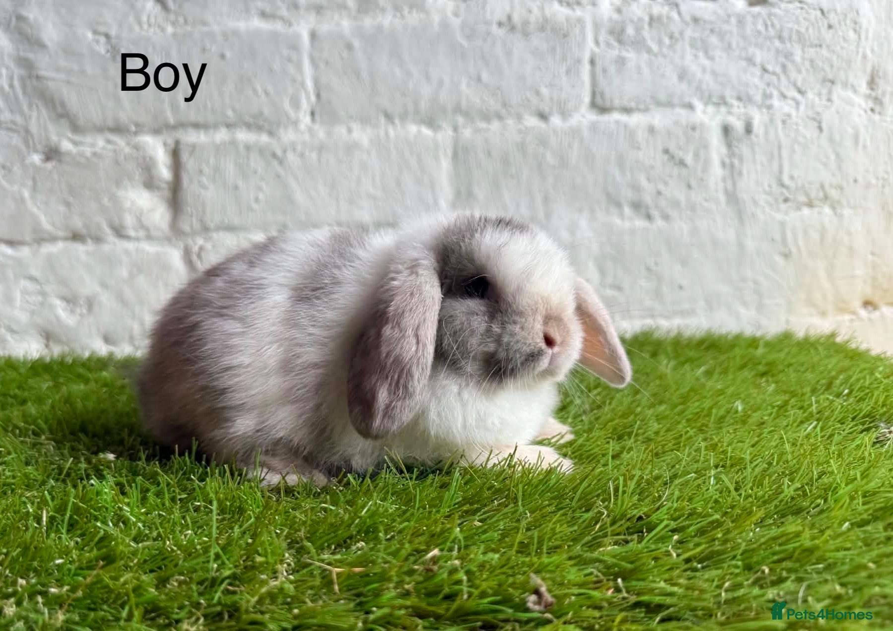 Mini Lop rabbits Stunning Mini Lops ready to leave now  - Advert 1